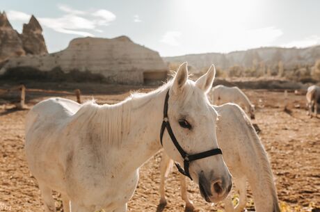 HORSE RIDING SUNSET