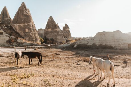 HORSE RIDING AN HOUR TOUR