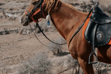 HORSE RIDING AN HOUR TOUR